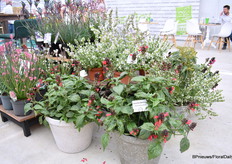 Salvia Oros, in het Grieks betekent oros berg, wat duidt op locatie waar deze planten van nature groeien. Er zijn drie soorten: Monte Bianco, Athos en Monteserrat. Ze zijn allemaal compact en wel en ze zijn ook zo ontworpen dat ze extra water kunnen verdragen. Op de grond, de Garden Kisses, speciale salvia's is de grote en stevige bloemen met ntense kleuren. Het zijn ook snelgroeiende planten en goed voor patio's.